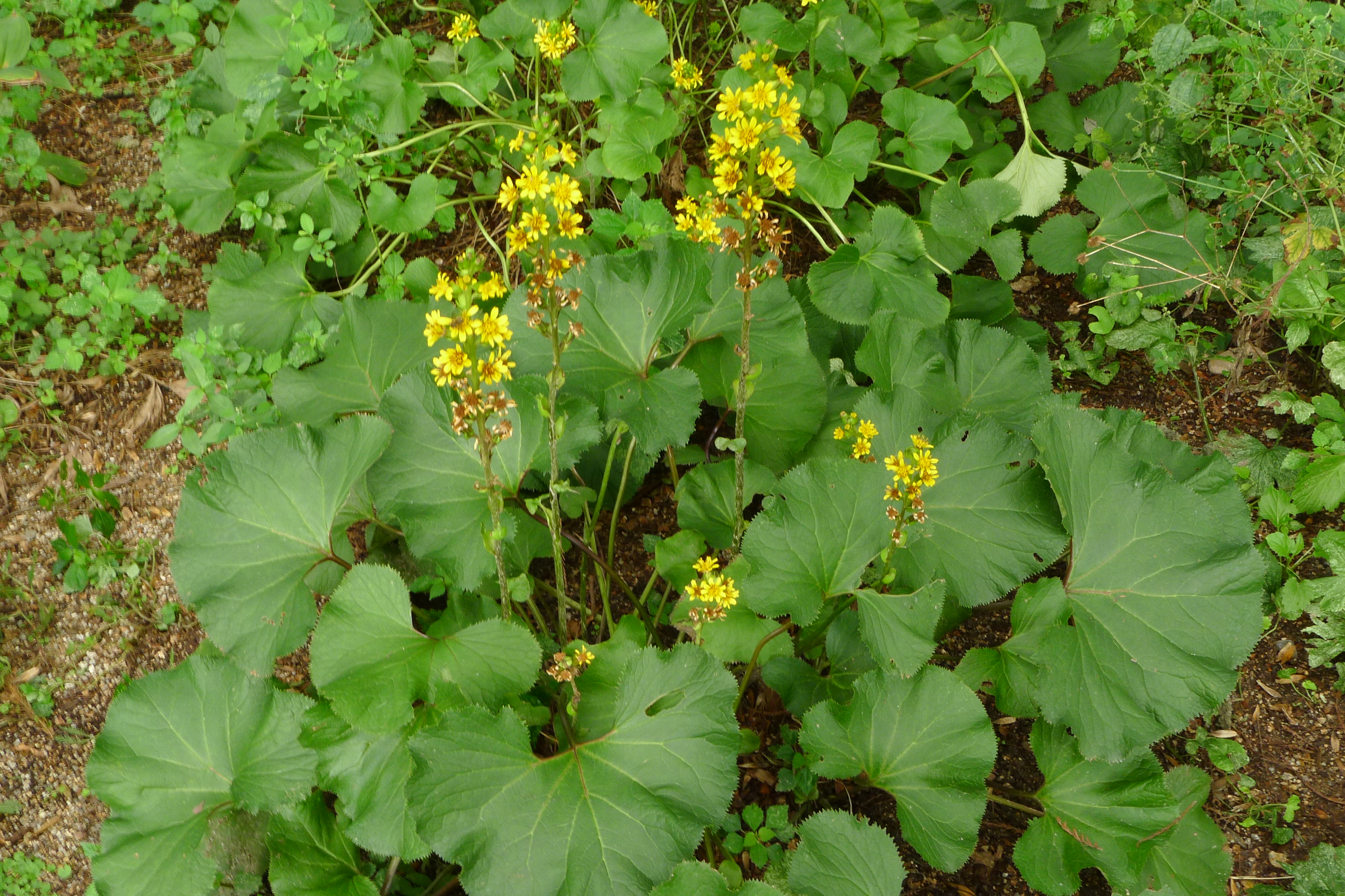 Ligularia fischeri